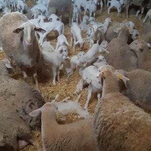 Offer Lamb Recental: Whole carcass 114.90€ (weight approx. 10 kg.)